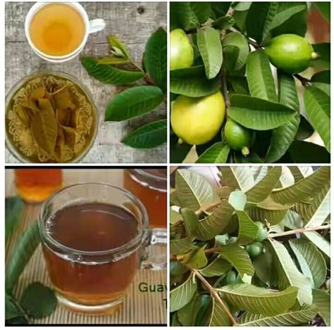 guava tea benefits and side effects.